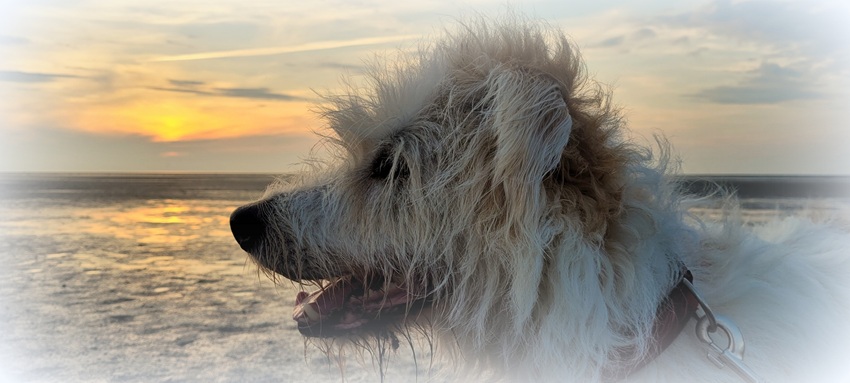 Tiergestützte Begleitung mit Hund Nosy